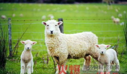 小羊吃瓜最新事件爆料,揭秘背后惊人真相